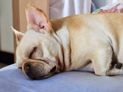 -宠福鑫康馨动物医院·骨科·眼科