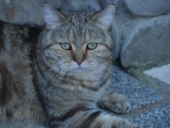 -喵屿·大理花园猫咖