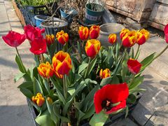 -国家植物园南园