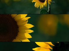 -光明小镇欢乐田园