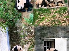 -都江堰中华大熊猫苑