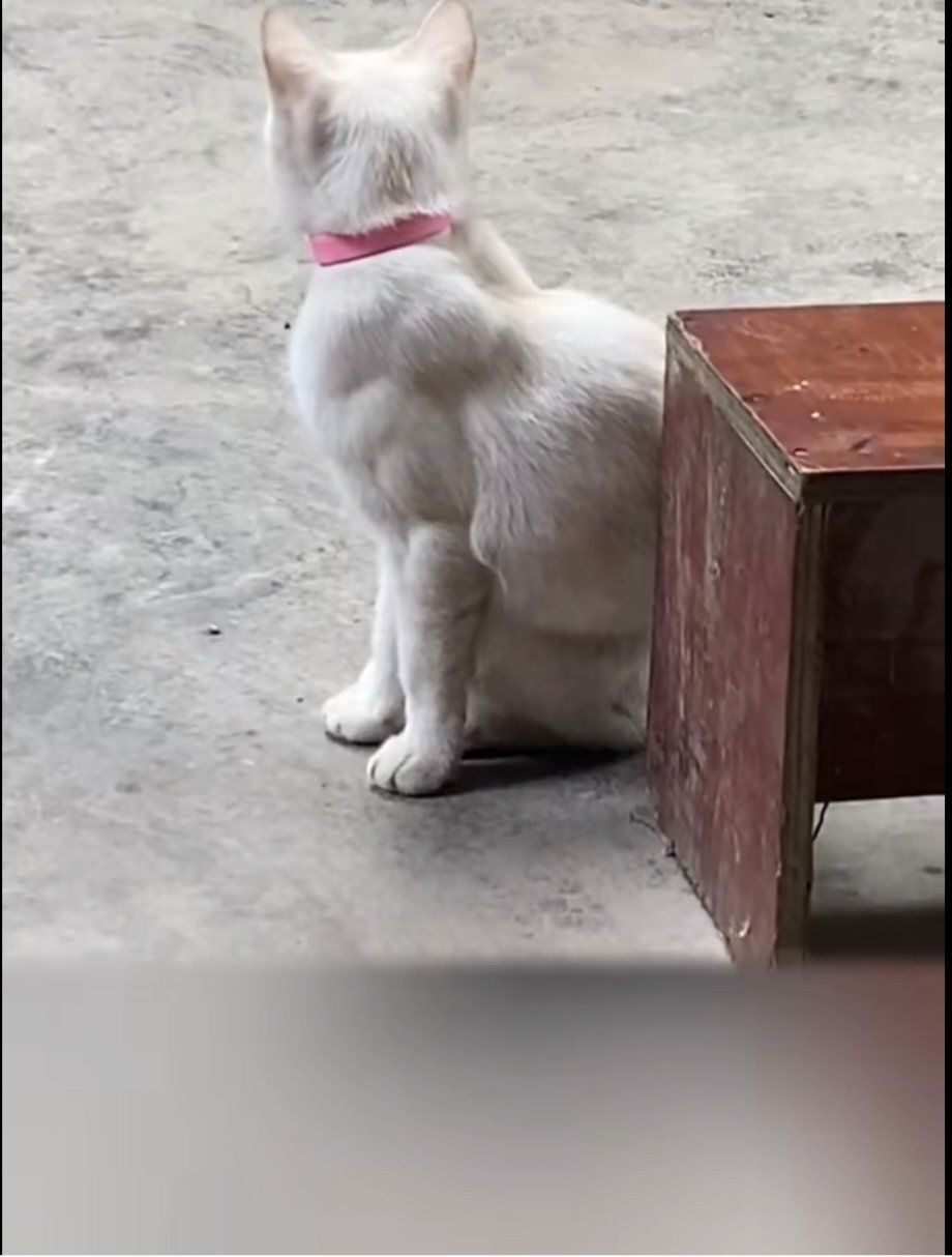 肌肉猫与软萌喵