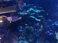 -迪拜帆船酒店海底餐厅