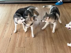 -Husky Go! 哈士奇体验馆·宠物咖啡厅狗咖