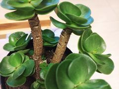 -鹿岛会员店 (龙湖三千集天街店)