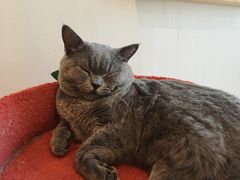 -Catmate·猫肥家润(金润铂宫店)