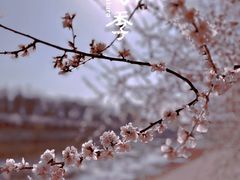 -桃花堤公园