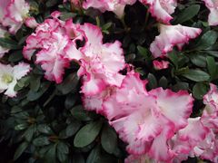 -秦美花卉(天朗·莱茵小城2期店)