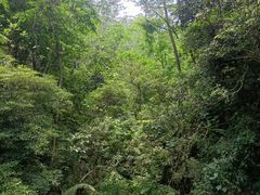-东莞市大岭山森林公园