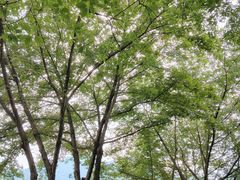 -古堰画乡景区