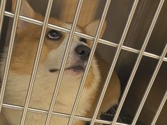 -瑞派康怡24h宠物医院·犬猫医疗中心·微创绝育(瑞景分院)