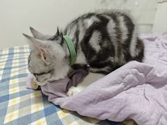 -翊宠yipet猫狗购宠庄园