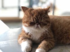 -瞄一喵猫咖(格力海岸店)