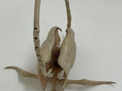 -胶囊画廊