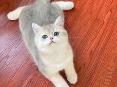 -凯瑞希宠物医院·狂犬免疫·微创·皮肤科