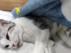 -爱侣宠医·鹦鹉专科·小型哺乳类·异宠专科(灵石路店)