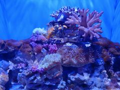 -大连圣亚海洋世界