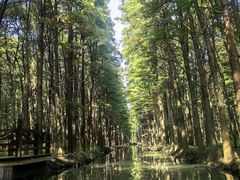 -溱湖国家湿地公园