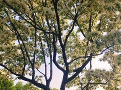 -泰丰公园