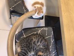 -平行世界·猫咖(首经贸店)