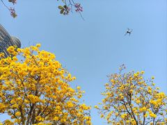 -洲头咀公园