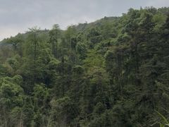 -长沙黑麋峰国家森林公园