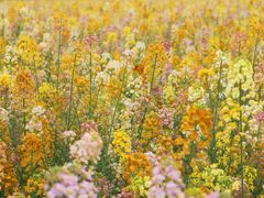 -中国天府农业博览园