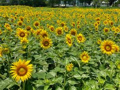 -苏州湾体育公园