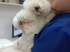 -博特宠物医院24h犬猫全科.骨科·异宠