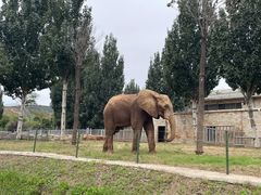 -石家庄市动物园