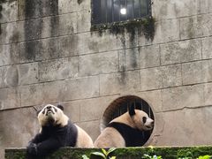 -中国大熊猫保护研究中心雅安碧峰峡基地