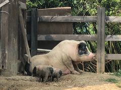 -田园东方蜜桃村的田野营地
