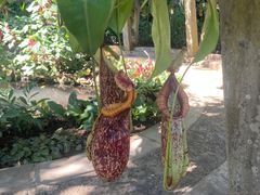 -中国科学院西双版纳热带植物园