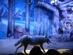 -芜湖新华联大白鲸海洋公园