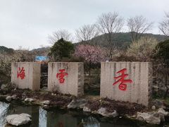 -香雪海