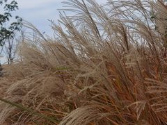 -盘龙城国家考古遗址公园