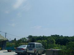 -南汇新场正宗水蜜桃采摘