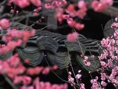 -西安青龙寺遗址景区