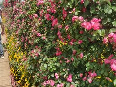 -紫颐香薰山谷景区