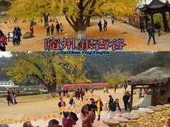 -千年银杏谷文化旅游区