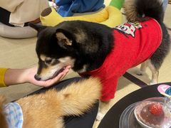 -逗柴咖啡屋·狗咖猫咖宠物桌游