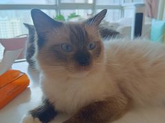 -Sweet cat·星愿猫咖(国贸大厦店)