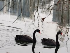 -昆山城市生态森林公园
