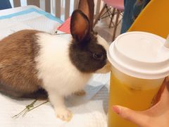 -RU DUCK柯尔鸭公社·撸鸭俱乐部·羊驼·小香猪
