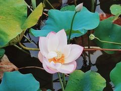 -龙头寺公园