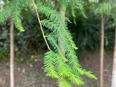 -合肥滨湖国家森林公园