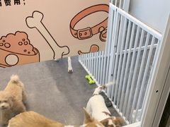 -有喵·猫咖·狗咖·30几只猫10只小狗(岗厦店)