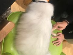 -Pets First伊珊娜洗护·精致美容·家庭式寄养(新会路店)