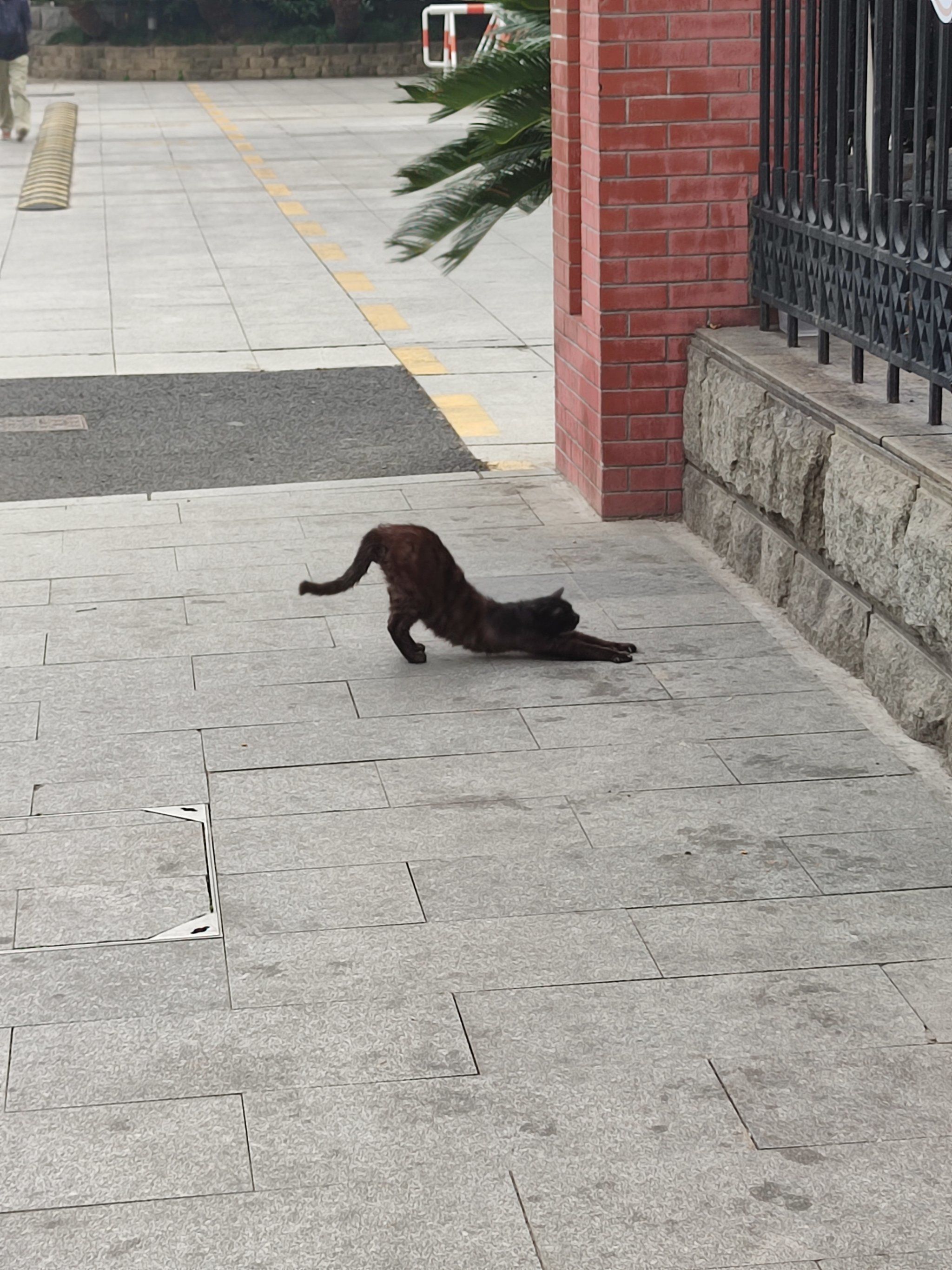 今日份遇到的伸懒腰酷酷黑猫