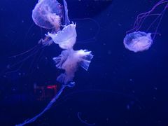 -成都浩海立方海洋公园